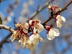 Frostschäden an einer Obstbaumblüte (Foto: picture alliance | CHROMORANGE / Weingartner)