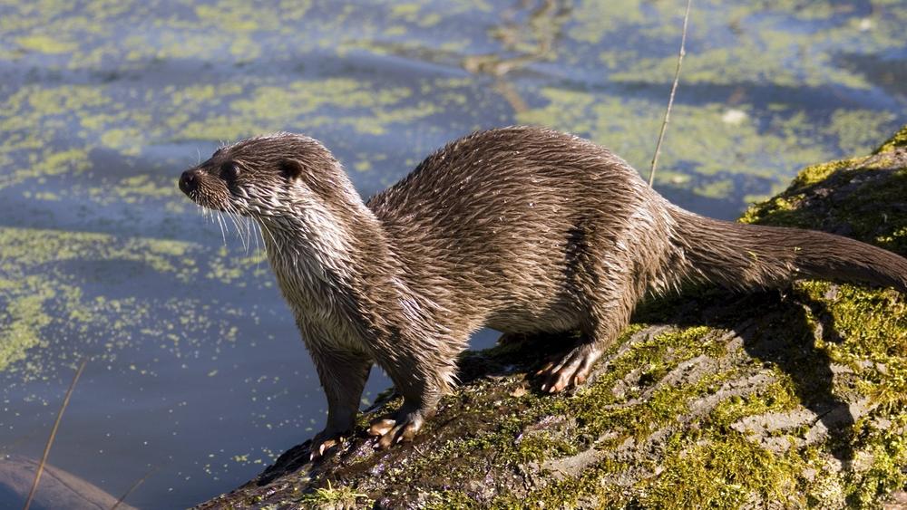 SR De Gibt Es Otter Nachwuchs Im Saarland Oder Nicht