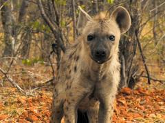 Hyäne (Foto: SWR/Francois Botha)