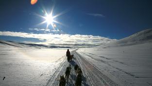 Hundeschlitten Lappland (Foto: Nicole Beisner)