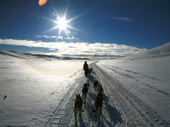 Hundeschlitten Lappland (Foto: Nicole Beisner)