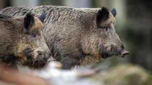 Zwei Wildschweine stehen im Wald (Foto: picture alliance/dpa | Lino Mirgeler)