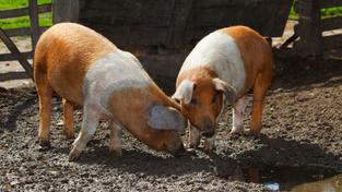 Dänische Protestschweine (Foto: picture alliance / imageBROKER | A. Sommer)