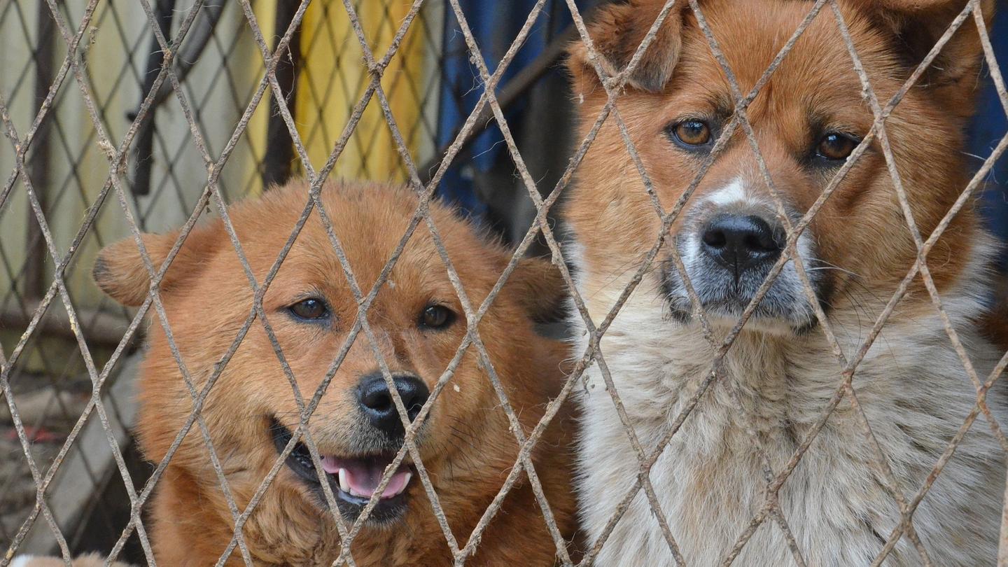 SR.de Viele Hunde in Tierheimen sind schwer vermittelbar