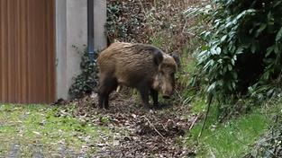 Ein Wildschwein steht am Nachmittag an einer Garage in einem Wohngebiet (Foto: IMAGO / Rene Traut)