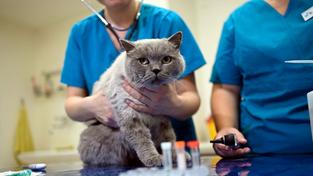 Untersuchung einer Katze in einer Tierarztpraxis (Foto: IMAGO / rheinmainfoto)