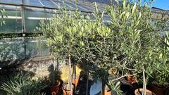 Mehrere Olivenbäume stehen in Töpfen in einer Reihe (Foto: SR/Corinna Kern)
