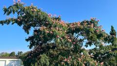 Der Schlafbaum (Albizia) mit seinen rosa Blütenpinseln (Foto: SR/Corinna Kern)