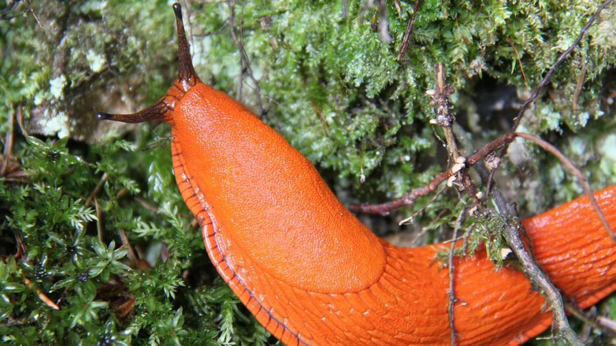 SR.de: Schnecken, die am meisten gehassten Nützlinge im Garten