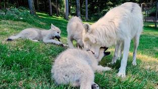 Neues Wolfsrudel im Wolfspark Merzig (Foto: SR)