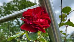 Eine rote Rosen blüht im Rosengarten in Welschbach (Foto: SR/Corinna Kern)