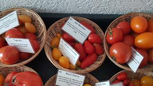 Unterschiedliche Tomatensorten sind mit kleinen Schildern versehen (Foto: Kathrin Gödtel)