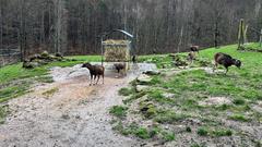 Mehrere Mufflons in ihrem Gehege im Wildpark in Differten (Foto: SR/Corinna Kern)