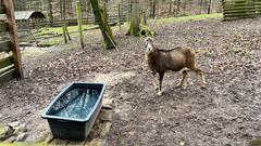 Ein Mufflon im Wildpark in Differten (Foto: SR/Corinna Kern)