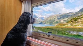 Ein Hund schaut aus einem Fenster auf Berge (Foto: pixabay.com/Bru-nO)