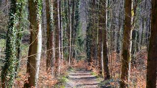 Waldweg (Foto: SR/UNSERDING)